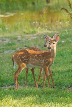 Photo for White tailed deer family of twin fawns - Royalty Free Image