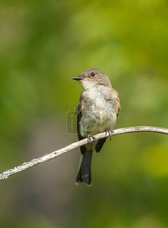 Foto de Un primer plano de un pequeño pájaro en la rama - Imagen libre de derechos