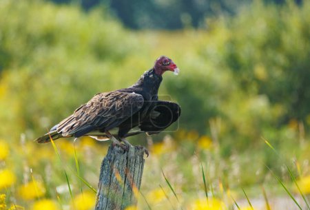 Photo for Wild turkey vulture on post - Royalty Free Image