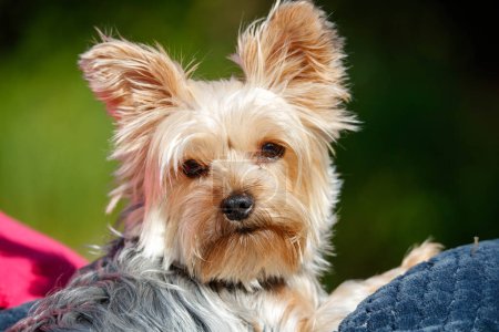 Photo for Close - up of cute dog, dog, terrier dog, close - up, portrait of dog - Royalty Free Image