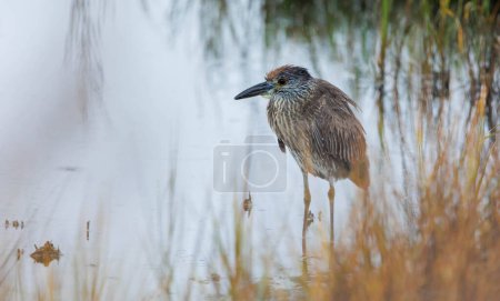 Photo for The black-crowned night-heron, or black-capped night-heron juvenile bird in the water - Royalty Free Image