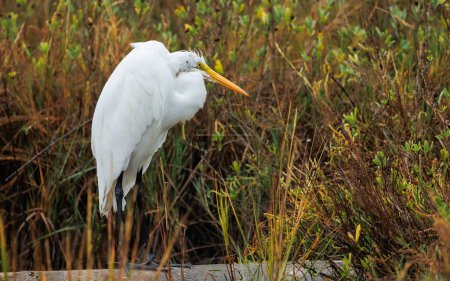 Photo for A white egret in the wild - Royalty Free Image