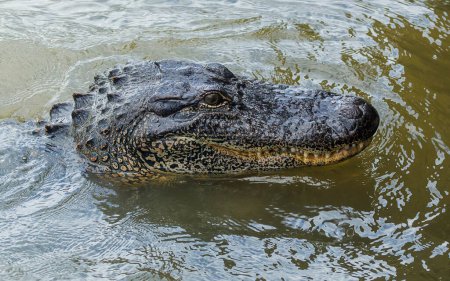 Téléchargez les photos : Gros plan d'une grosse tête d'alligator - en image libre de droit
