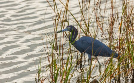 Photo for Beautiful blue heron on the swamp. - Royalty Free Image