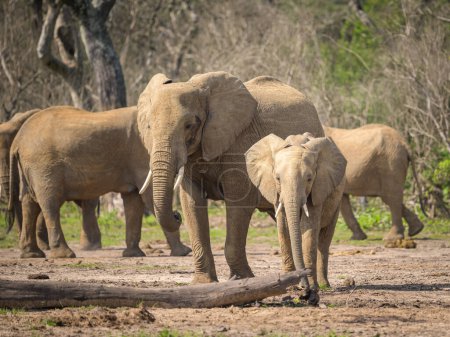 Téléchargez les photos : African bush elephants in Murchinson Falls National Park (Uganda), sunny day in May - en image libre de droit
