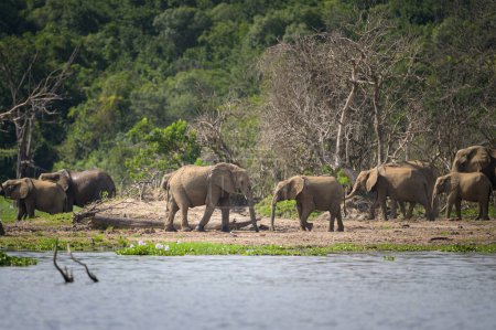 African bush elephants in Murchinson Falls National Park (Uganda), sunny day in May