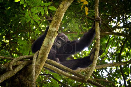 Photo for A chimpanzee sitting on a tree in a forest in Uganda - Royalty Free Image
