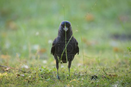 Photo for Portrait of a Western Jackdaw standing in a meadow, sunny day in summer - Royalty Free Image