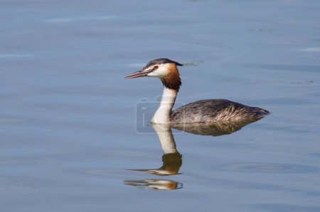 Photo for Portrait of a great crested grebe swimming on a lake, sunny day in northern France - Royalty Free Image