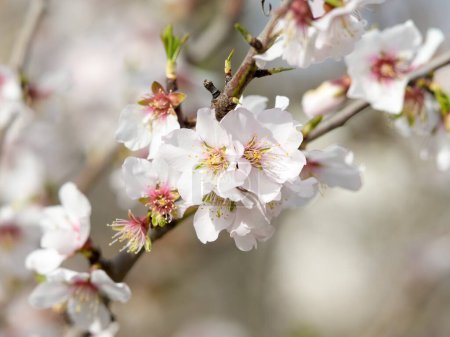 Téléchargez les photos : Gros plan de fleurs d'amandier par une journée ensoleillée au printemps, Provence (France) - en image libre de droit