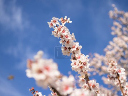 Téléchargez les photos : Gros plan de fleurs d'amandier par une journée ensoleillée au printemps, ciel bleu, Provence (France) - en image libre de droit