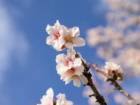 Téléchargez les photos : Gros plan de fleurs d'amandier par une journée ensoleillée au printemps, ciel bleu, Provence (France) - en image libre de droit