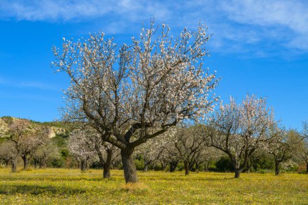 Téléchargez les photos : Amandiers en fleurs sur un pré verdoyant, ciel bleu au printemps, Provence (France) - en image libre de droit
