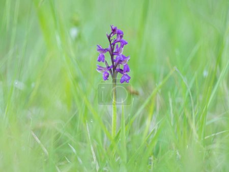 Photo for Closeup of a Green Winged Orchid (Orchis morio) on a sunny day in spring, Vienna (Austria) - Royalty Free Image