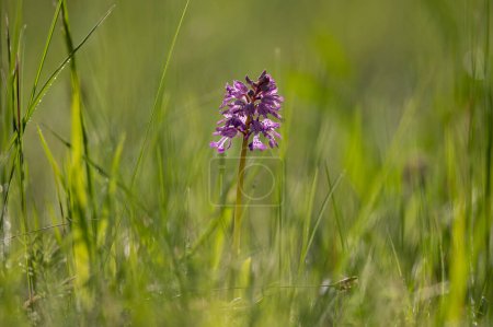 Photo for Closeup of a Green Winged Orchid (Orchis morio) on a sunny day in spring, Vienna (Austria) - Royalty Free Image