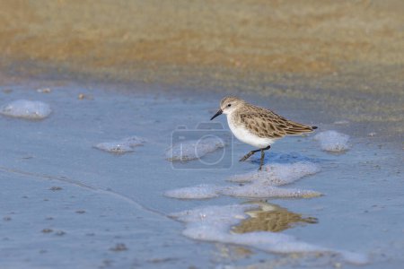 Photo for A Little Stint standing in the water at the beach, looking for food, sunny day in springtime in Camargue (Provence, France) - Royalty Free Image