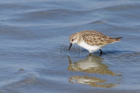 Photo for A Little Stint standing in the water at the beach, looking for food, sunny day in springtime in Camargue (Provence, France) - Royalty Free Image