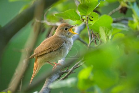 Photo for A Common Nightingale sitting in a bush singing, sunny morning in springtime, Vienna (Austria) - Royalty Free Image