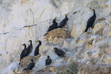 Foto de Un grupo de grandes cormoranes descansando en sus nidos en un acantilado cerca del mar en el norte de Francia - Imagen libre de derechos