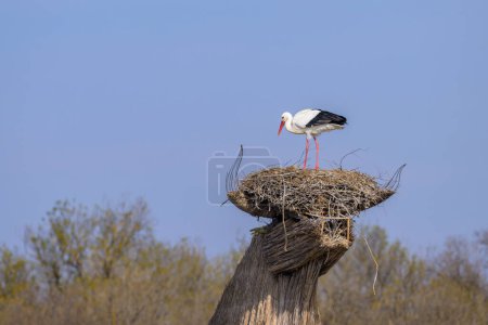 A White Stork standing in a nest on the roof of a hut, sunny day in springtime in Camargue (Provence, France)