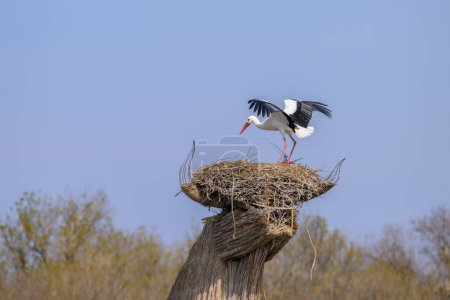 A White Stork approaching a nest on the roof of a hut, sunny day in springtime in Camargue (Provence, France)