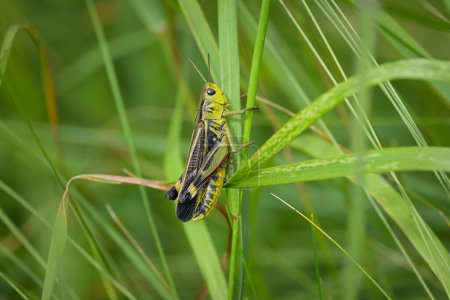 A Large Banded Grasshopper (Arcyptera fusca) sitting on grass, sunny day in summer, South Tyrol (Italy)