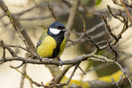 A great tit (Parus major) sitting on a twig, cloudy day in autumn, Vienna Austria