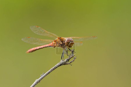 Photo for A vagrant darter dragonfly resting on a plant, sunny day in summer, Vienna (Austria) - Royalty Free Image