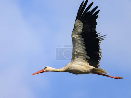 A White Stork flying on a sunny day in autumn, blue sky, Austria