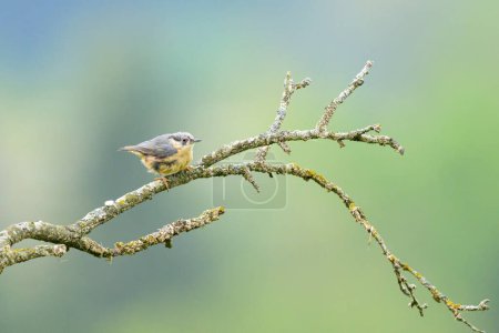 Photo for A Eurasian Nuthatch sitting on a tree, cloudy morning in summer - Royalty Free Image