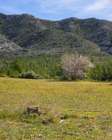 Téléchargez les photos : Amandiers en fleurs sur un pré verdoyant, ciel bleu au printemps, Provence (France) - en image libre de droit