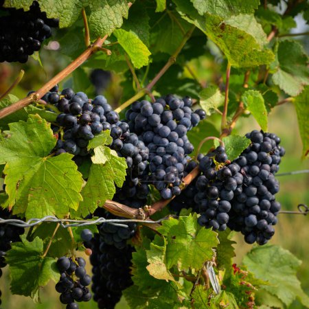 Photo for Ripe blue grapes in a vineyard in Vienna (Austria), sunny day in autumn - Royalty Free Image
