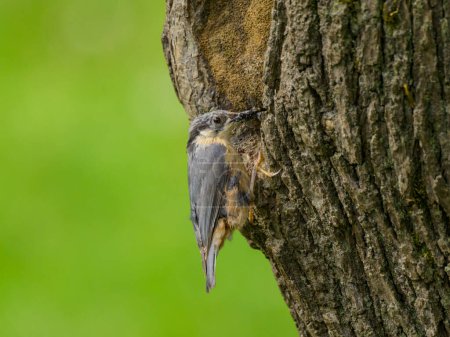 Photo for A Eurasian Nuthatch sitting on a tree in front of nest, cloudy morning in summer - Royalty Free Image