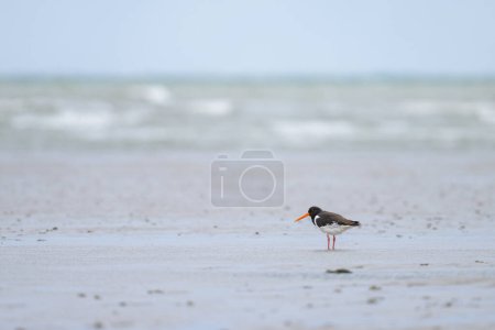Photo for Eurasian Oystercatcher standing on the beach near water, sunny day in summer, northern France - Royalty Free Image