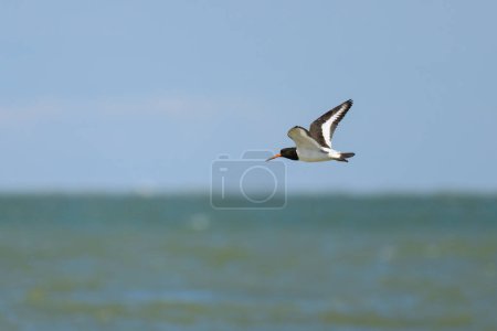 Photo for A Eurasian Oystercatcher flying over the beach on a sunny day in northern France - Royalty Free Image