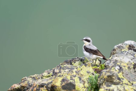 Photo for A northern wheatear standing on a rock in the Italian Alps, cloudy day in summer - Royalty Free Image