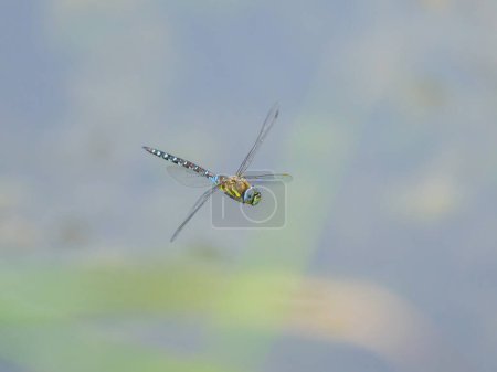 A colorful migrant hawker (Aeshna mixta) flying over water, sunny day in summer, Vienna (Austria)