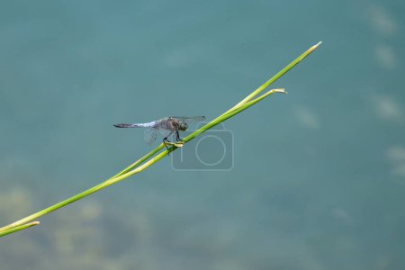 Photo for A black tailed skimmer dragonfly (Orthetrum cancellatum) resting on a green plant - Royalty Free Image