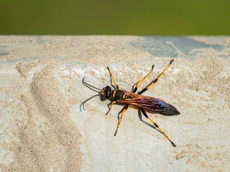 Photo for Closeup of a big mud dauber wasp (Sceliphron caementarium), sunny day in summer - Royalty Free Image