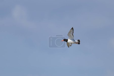 A Eurasian Oystercatcher flying over the beach on a sunny day in northern France