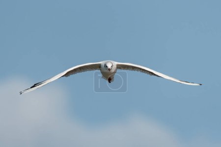 Photo for A black-headed gull (Chroicocephalus ridibundus) flying, blue sky, sunny day in summer, France - Royalty Free Image