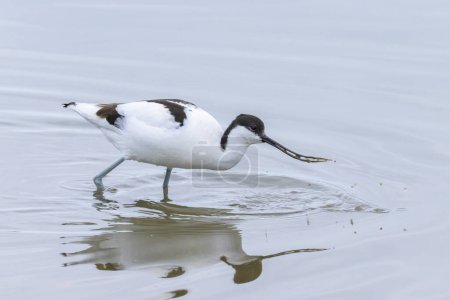Photo for A Pied Avocet walking in shallow water, springtime in Camargue (Provence, France) - Royalty Free Image