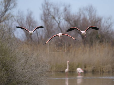 A group of Greater Flamingos flying low over water, morning in springtime, Camargue (Provence, France)