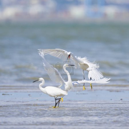 Two Little Egrets fighting on the beach, sunny day in northern France