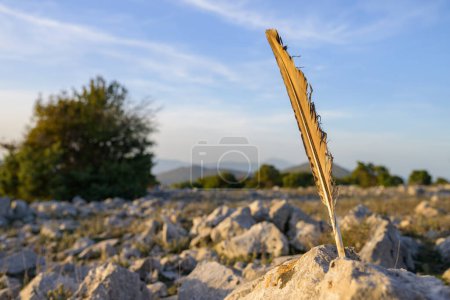Foto de La pluma de un buitre leonado pegado entre las piedras, tarde en la isla de Cres (Croacia) - Imagen libre de derechos