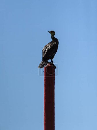 Great cormorant sitting on a wooden pole, sunny day in northern France, blue sky