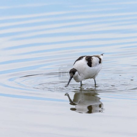 A Pied Avocet walking in shallow water, springtime in Camargue (Provence, France)