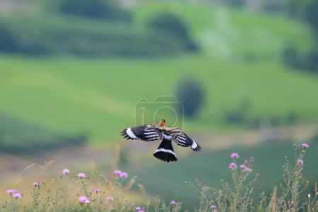 Ein Wiedehopf fliegt über eine Wiese, sonniger Morgen im Sommer (Italien))