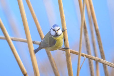 A Blue Tit looking for food in reed, sunny day in winter, Vienna (Austria)