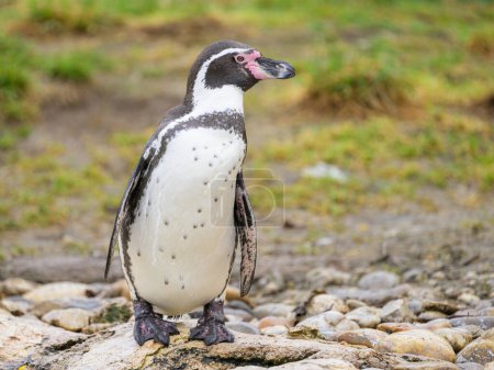 Photo for A Humboldt penguin (Spheniscus humboldti) in an austrian zoo, cloudy day in winter - Royalty Free Image